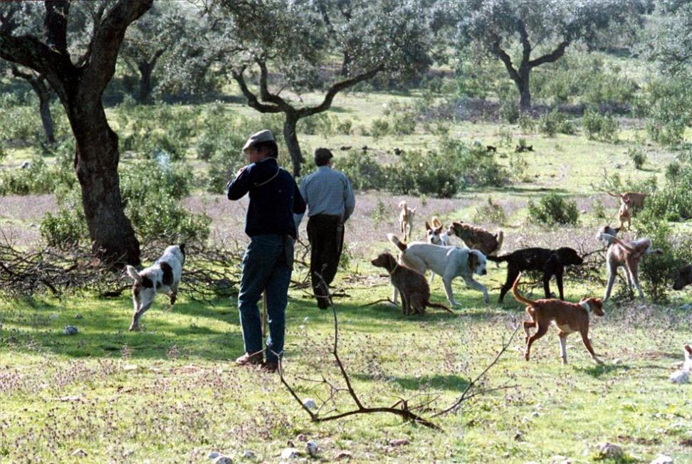 La Junta de Extremadura apoya la caza como una actividad "necesaria" que aporta beneficios socioeconómicos y ambientales